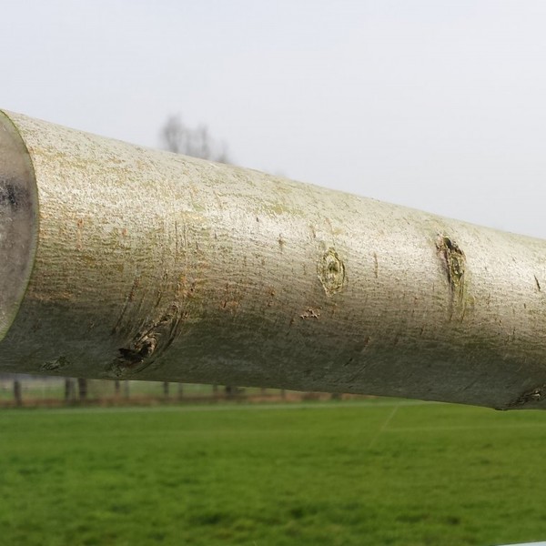 Holzfresser Nachfüllstück